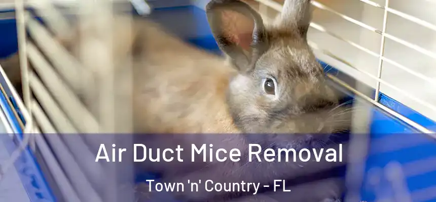 Air Duct Mice Removal Town 'n' Country - FL