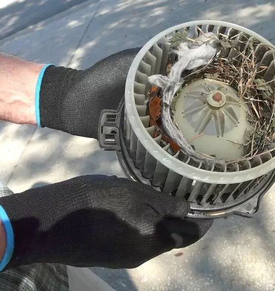 About Air Duct Rat Removal in Town 'n' Country, FL